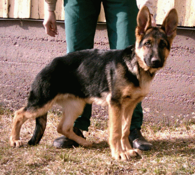 sasa 4kk